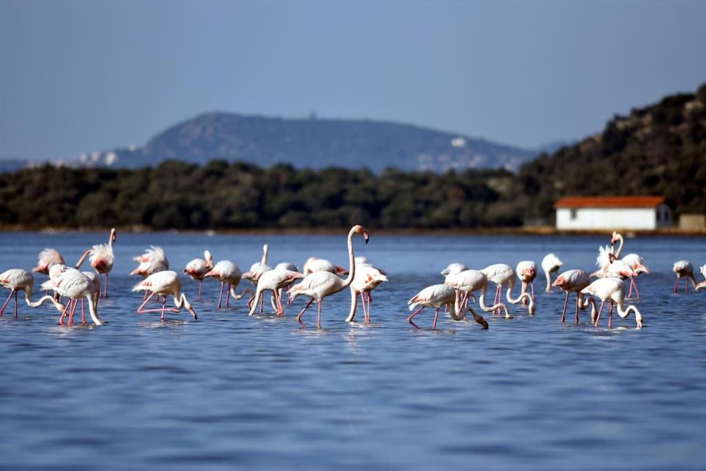 Appartement Eleia - Olive Garden & Stone House Bodrum