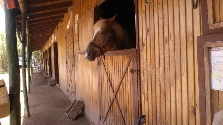 Equestrian And Club *