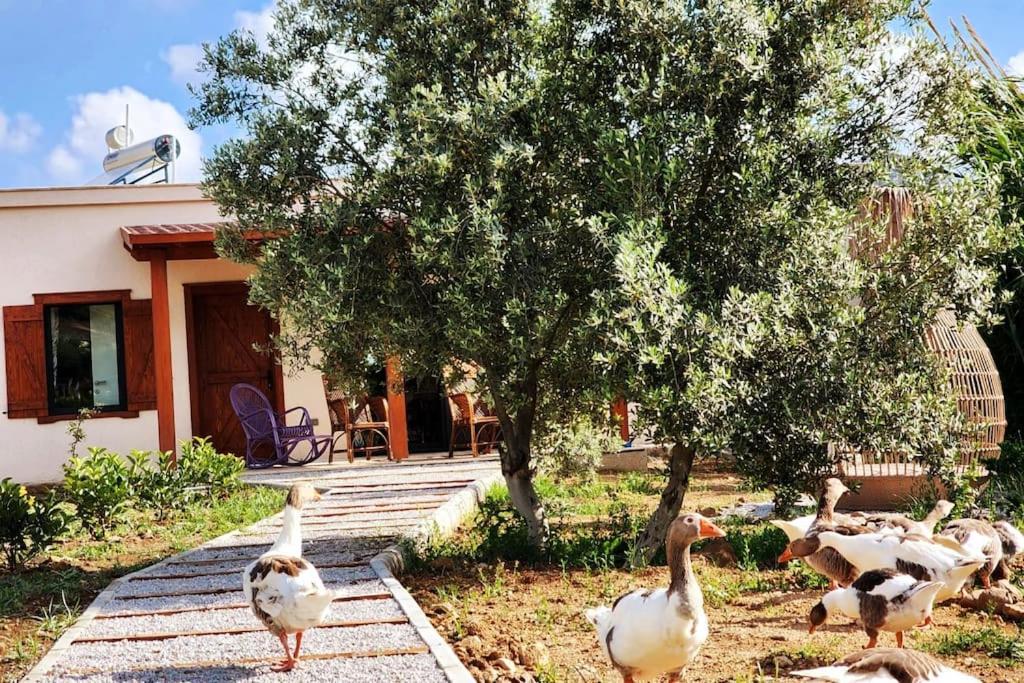Lux In Nature Ekolia Bodrum