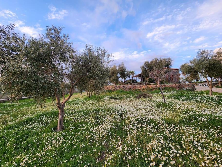 Eleia - Olive Garden & Stone House Apartment Bodrum