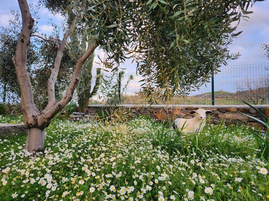 Eleia - Olive Garden & Stone House * Bodrum