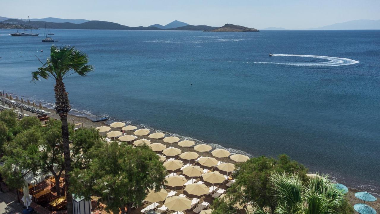 Açelya