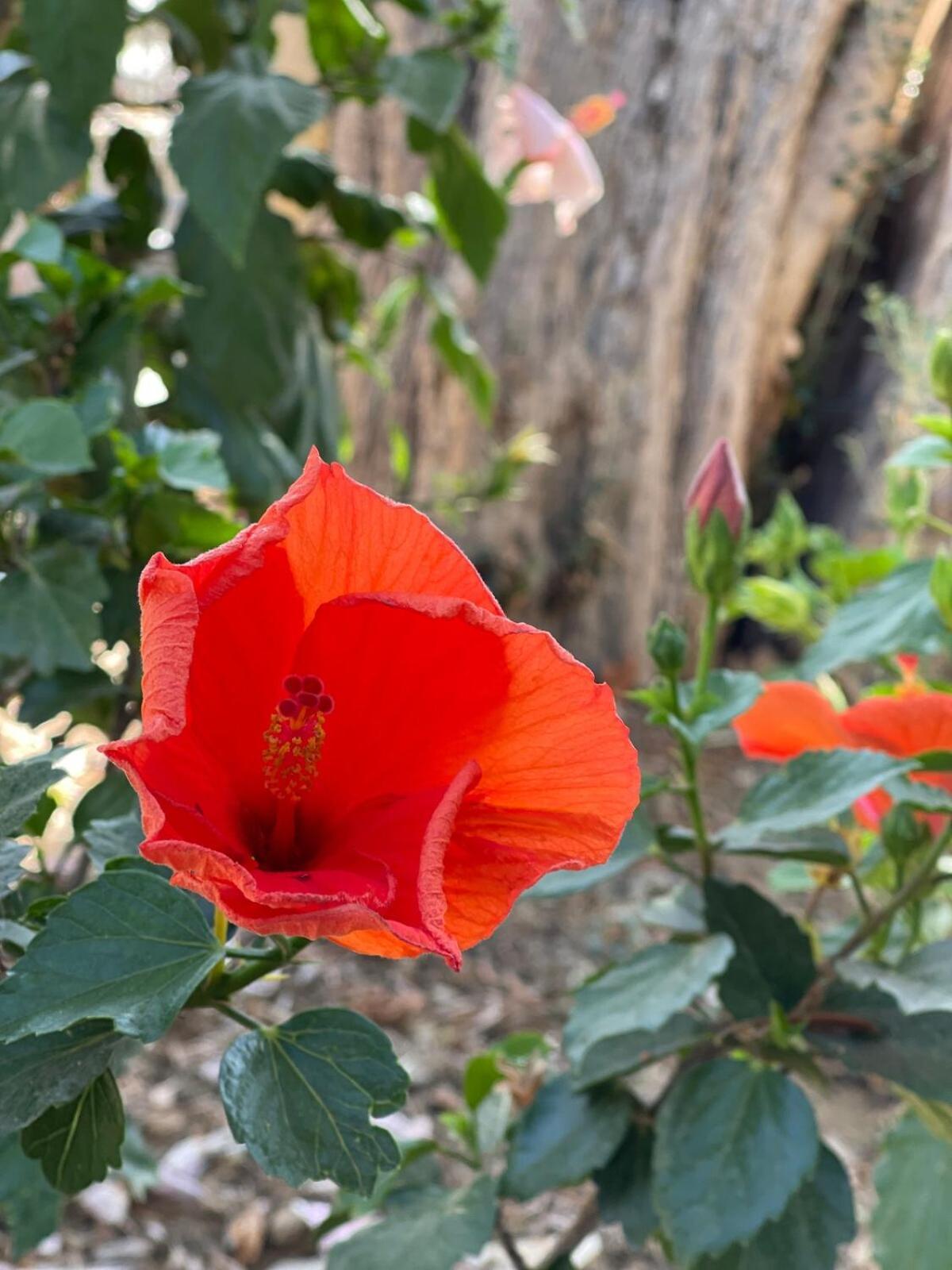 Sea View Flower Bodrum