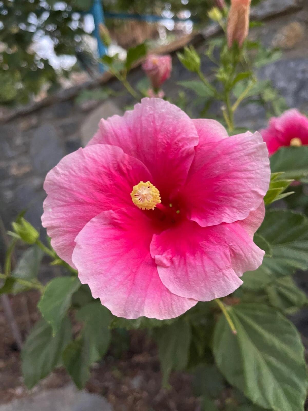 Sea View Flower Bodrum