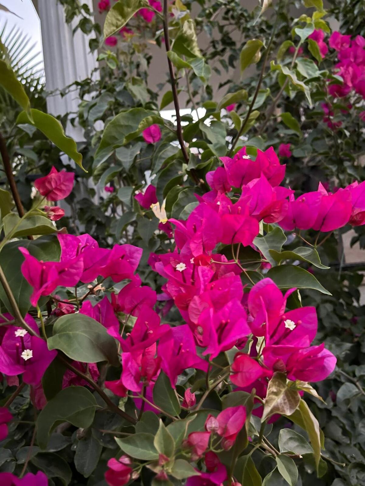 Sea View Flower Villa