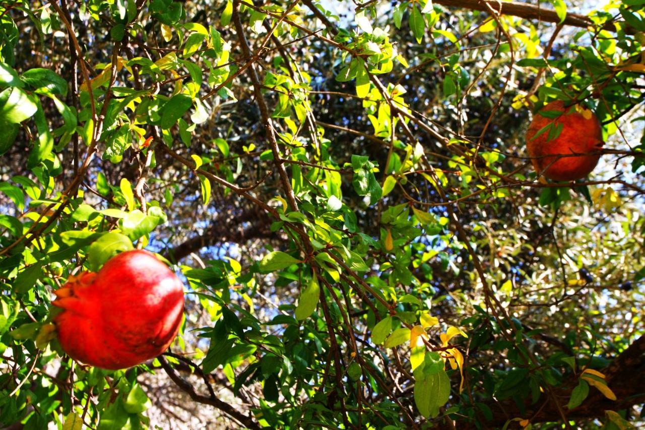 Camlikosk Konukevi Bodrum